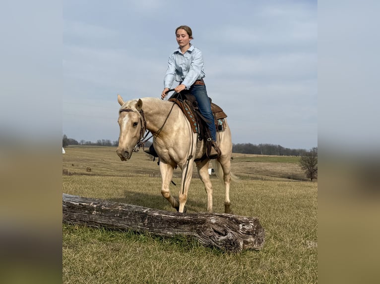 American Quarter Horse Gelding 3 years 15,2 hh Palomino in Kansas City, MO