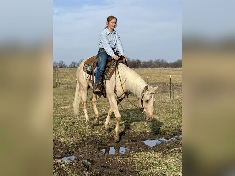 American Quarter Horse Gelding 3 years 15,2 hh Palomino in Kansas City, MO