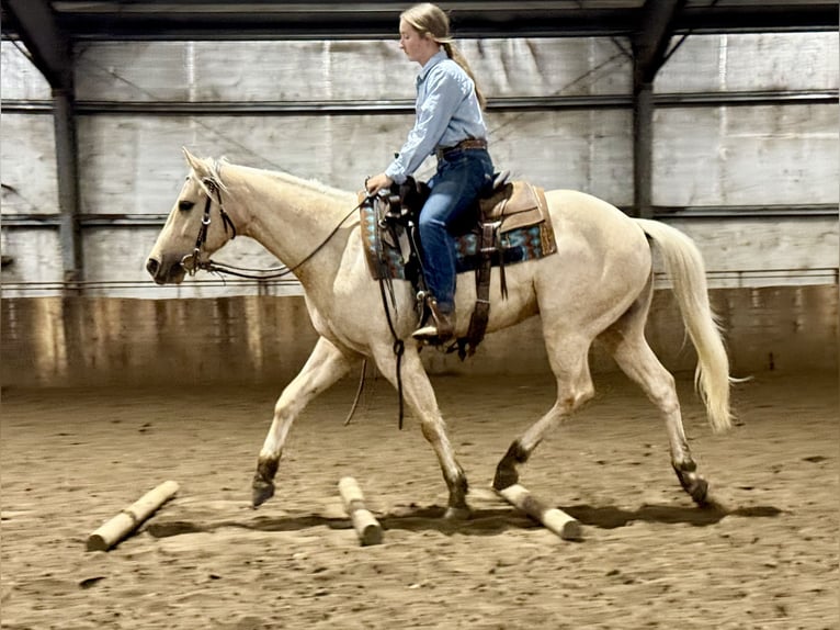 American Quarter Horse Gelding 3 years 15,2 hh Palomino in Kansas City, MO