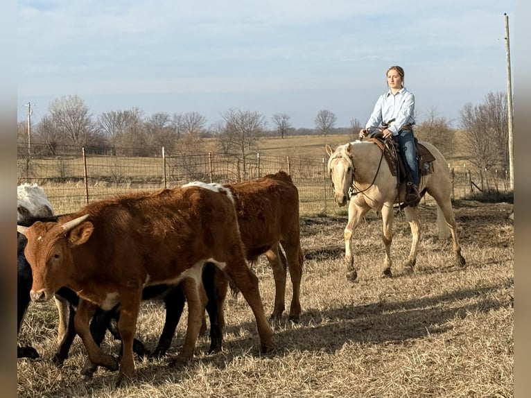 American Quarter Horse Gelding 3 years 15,2 hh Palomino in Kansas City, MO