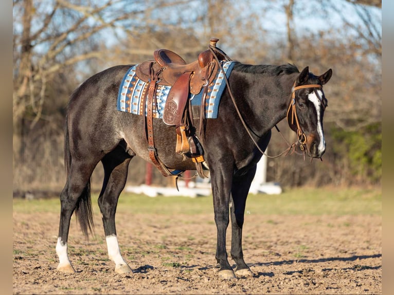 American Quarter Horse Gelding 3 years 15,2 hh Roan-Bay in Weatherford TX