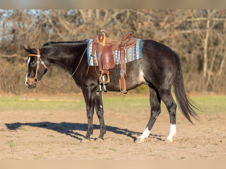 American Quarter Horse Gelding 3 years 15,2 hh Roan-Bay in Weatherford TX