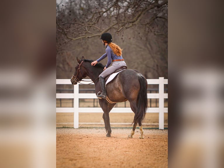 American Quarter Horse Gelding 3 years 15,2 hh Roan-Bay in Weatherford TX