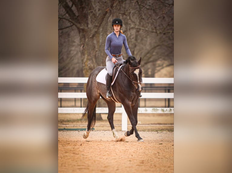 American Quarter Horse Gelding 3 years 15,2 hh Roan-Bay in Weatherford TX