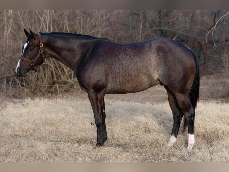 American Quarter Horse Gelding 3 years 15,2 hh Roan-Bay in Weatherford TX