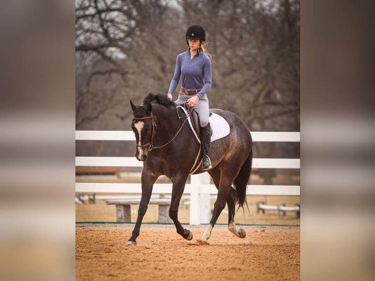 American Quarter Horse Gelding 3 years 15,2 hh Roan-Bay in Weatherford TX