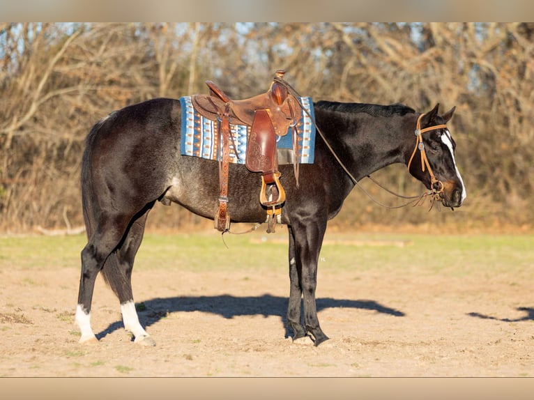 American Quarter Horse Gelding 3 years 15,2 hh Roan-Bay in Weatherford TX