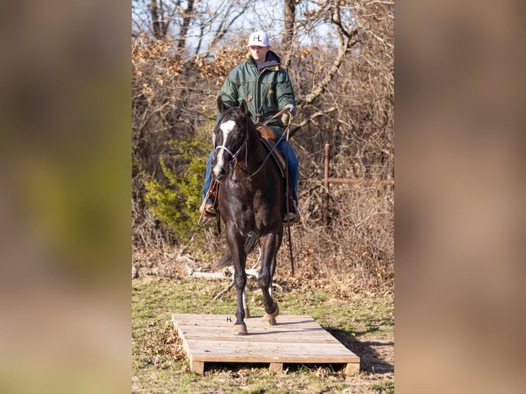 American Quarter Horse Gelding 3 years 15,2 hh Roan-Bay in Weatherford TX