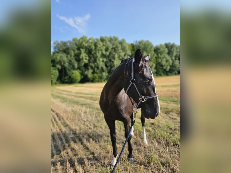 American Quarter Horse Gelding 3 years 15 hh Bay-Dark in Havixbeck