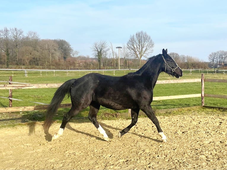 American Quarter Horse Gelding 3 years 15 hh Bay-Dark in Havixbeck