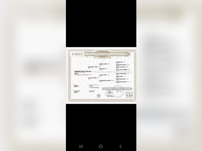 American Quarter Horse Gelding 3 years 15 hh Bay-Dark in Havixbeck