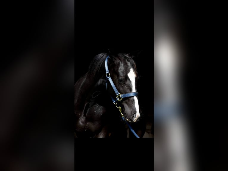 American Quarter Horse Gelding 3 years 15 hh Bay-Dark in Havixbeck