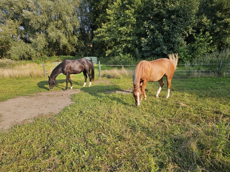 American Quarter Horse Gelding 3 years 15 hh Bay-Dark in Havixbeck