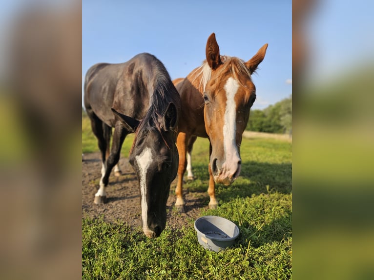 American Quarter Horse Gelding 3 years 15 hh Bay-Dark in Havixbeck