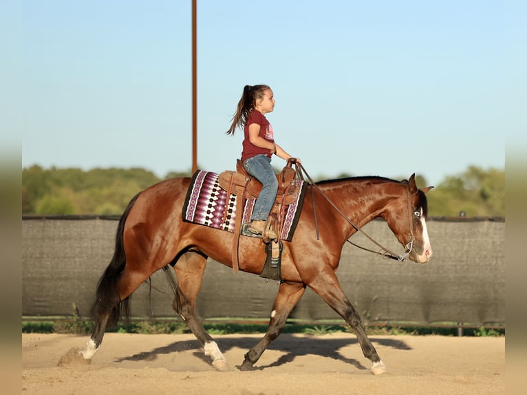American Quarter Horse Gelding 3 years 15 hh Bay in Buffalo, MO