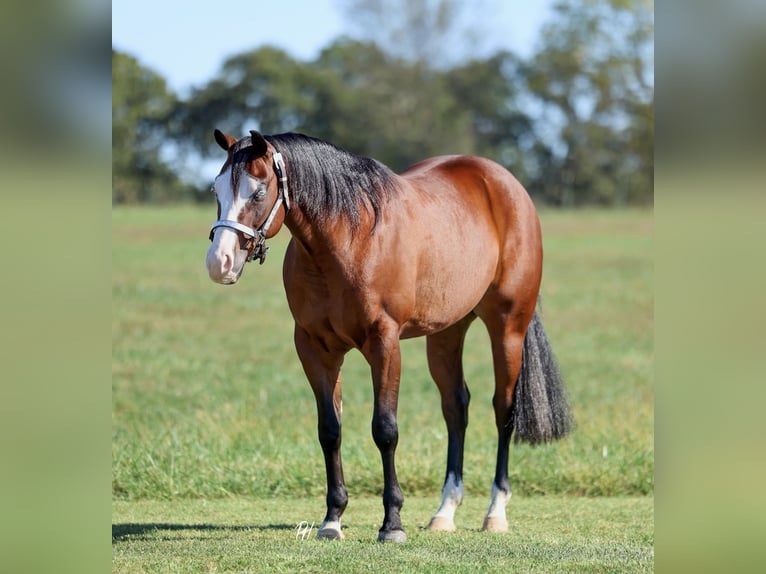 American Quarter Horse Gelding 3 years 15 hh Bay in Buffalo, MO