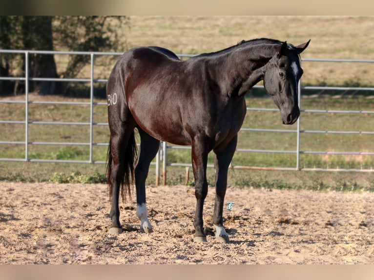 American Quarter Horse Gelding 3 years 15 hh Black in Carthage, TX