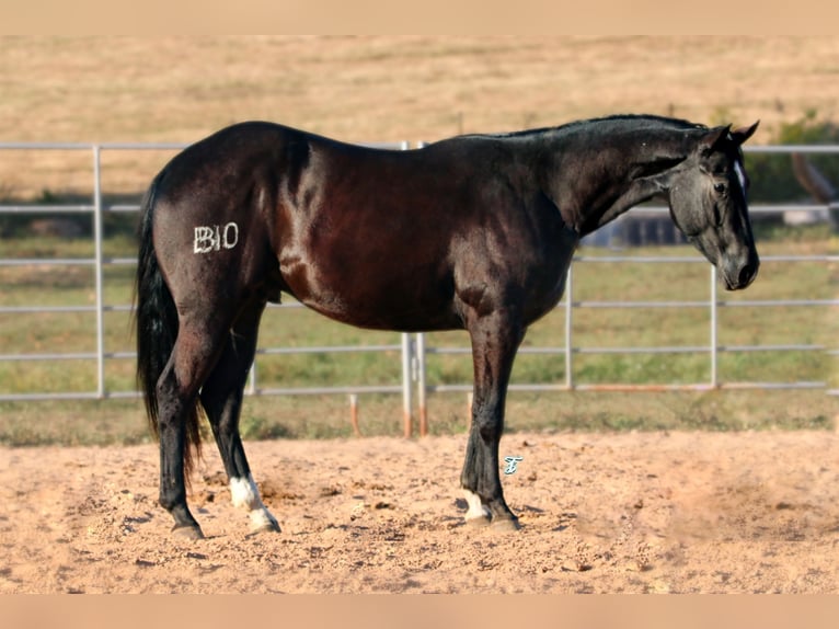 American Quarter Horse Gelding 3 years 15 hh Black in Carthage, TX