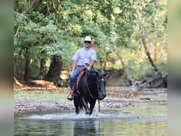 American Quarter Horse Gelding 3 years 15 hh Black in Buffalo
