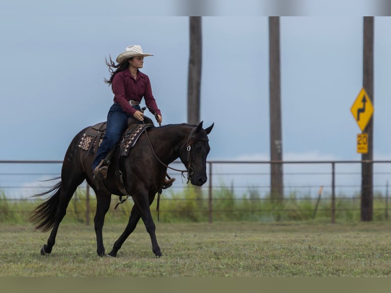 American Quarter Horse Gelding 3 years 15 hh Black in Granbury