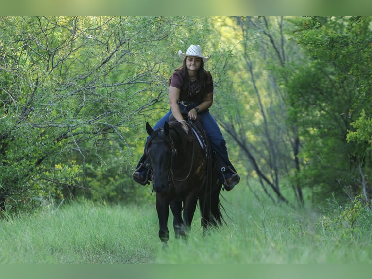 American Quarter Horse Gelding 3 years 15 hh Black in Granbury