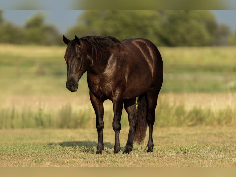 American Quarter Horse Gelding 3 years 15 hh Black in Granbury