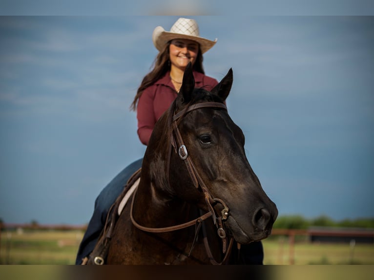 American Quarter Horse Gelding 3 years 15 hh Black in Granbury