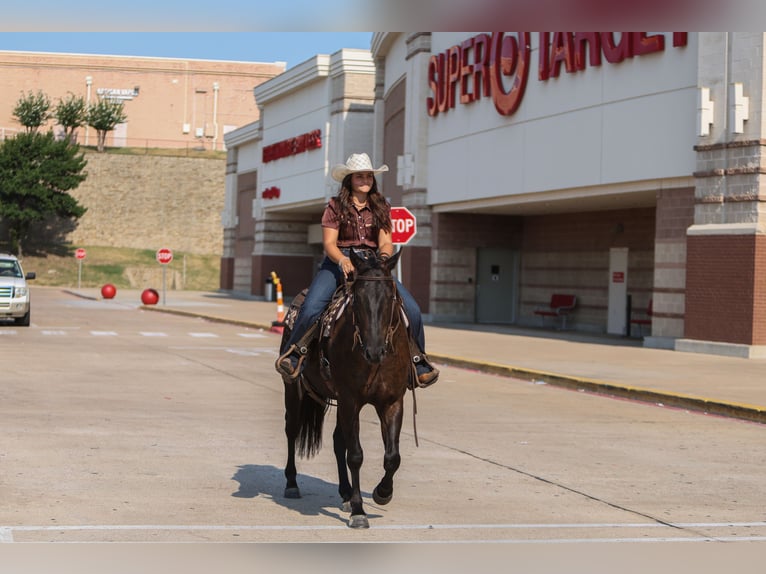 American Quarter Horse Gelding 3 years 15 hh Black in Granbury