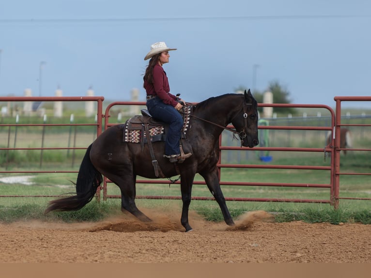American Quarter Horse Gelding 3 years 15 hh Black in Granbury