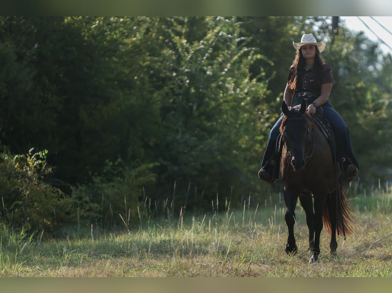 American Quarter Horse Gelding 3 years 15 hh Black in Granbury
