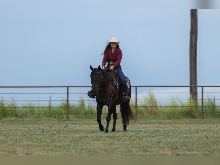 American Quarter Horse Gelding 3 years 15 hh Black in Granbury