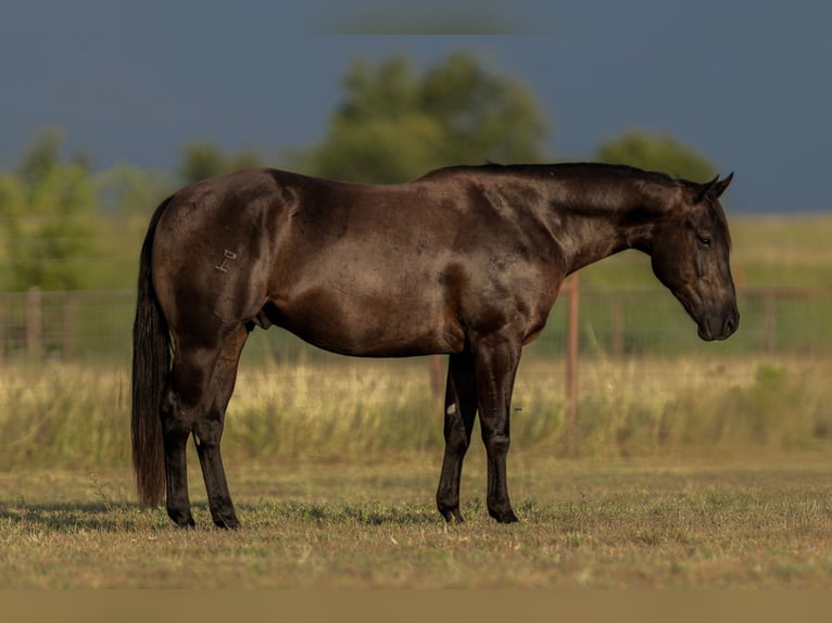 American Quarter Horse Gelding 3 years 15 hh Black in Granbury