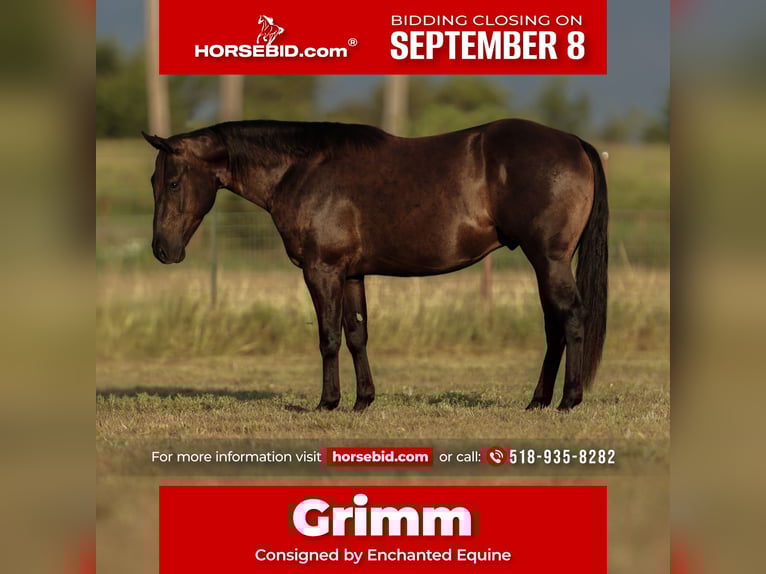 American Quarter Horse Gelding 3 years 15 hh Black in Granbury