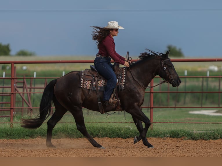American Quarter Horse Gelding 3 years 15 hh Black in Granbury