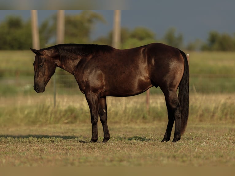 American Quarter Horse Gelding 3 years 15 hh Black in Granbury
