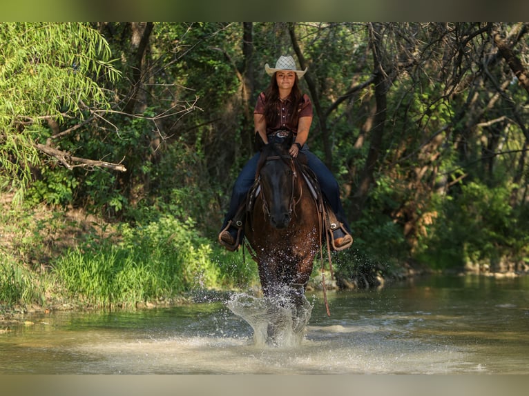 American Quarter Horse Gelding 3 years 15 hh Black in Granbury