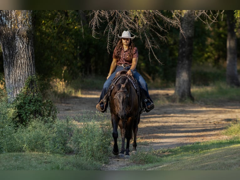 American Quarter Horse Gelding 3 years 15 hh Black in Granbury
