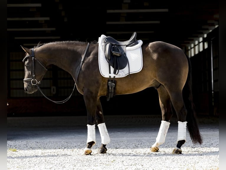 American Quarter Horse Gelding 3 years 15 hh Brown in Marshall, MO