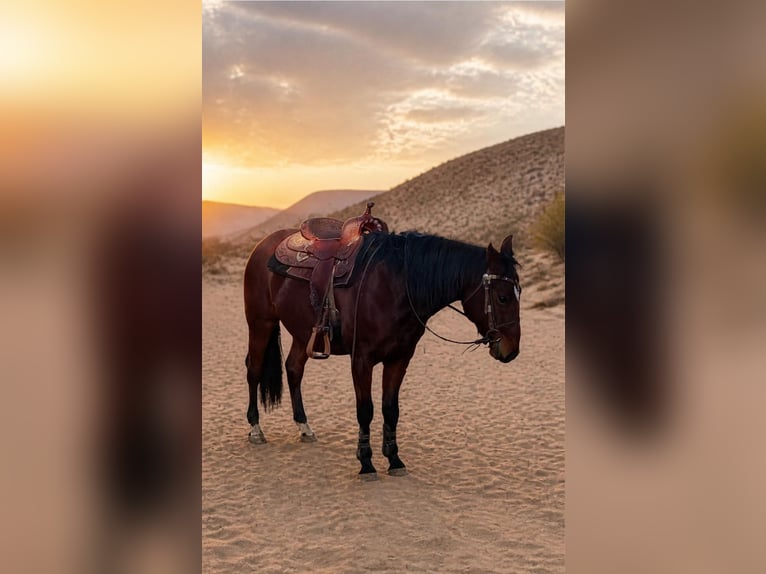 American Quarter Horse Gelding 3 years 15 hh Brown in Esperstedt