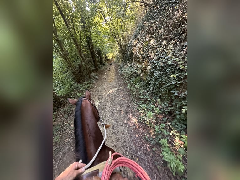 American Quarter Horse Gelding 3 years 15 hh Brown in Cortazzone