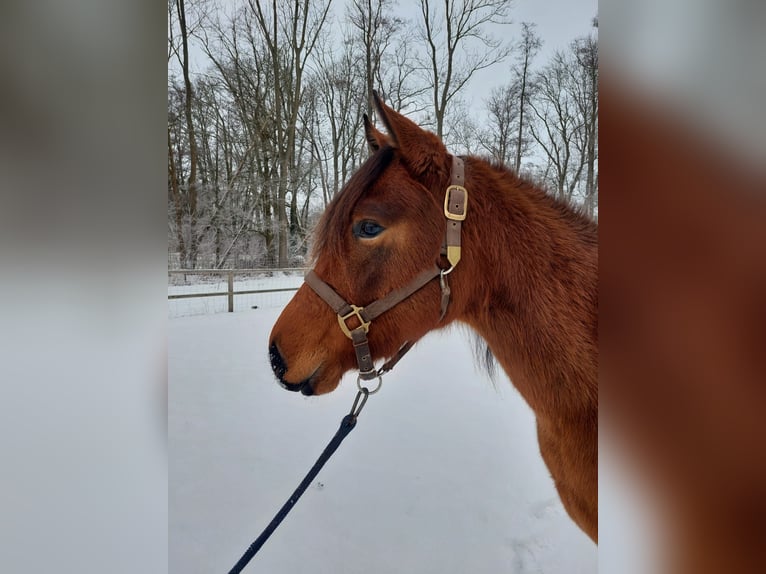 American Quarter Horse Gelding 3 years 15 hh Brown in Zossen