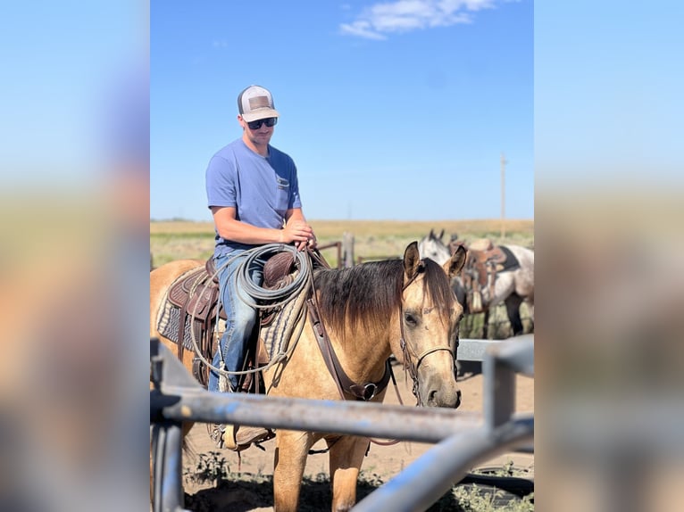 American Quarter Horse Gelding 3 years 15 hh Buckskin in Saint Anthony