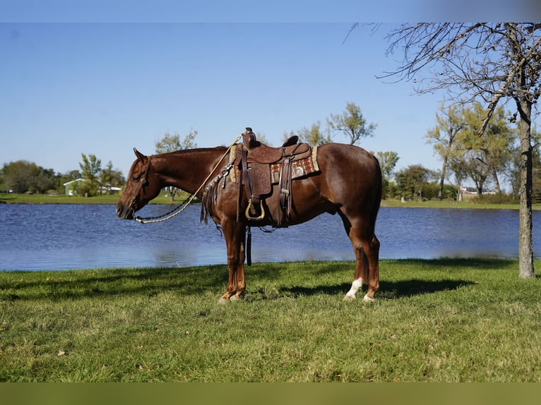 American Quarter Horse Gelding 3 years 15 hh Chestnut in Corsica