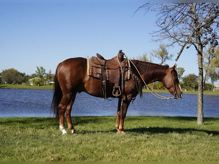 American Quarter Horse Gelding 3 years 15 hh Chestnut in Corsica