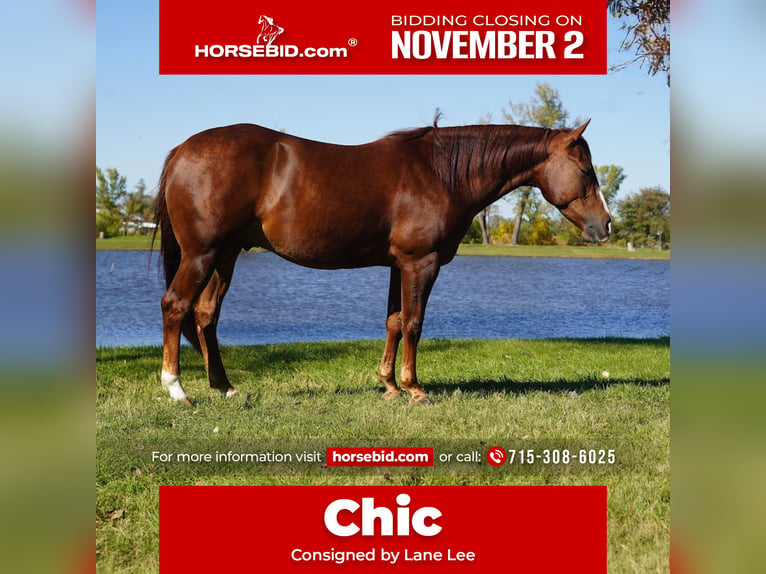 American Quarter Horse Gelding 3 years 15 hh Chestnut in Corsica