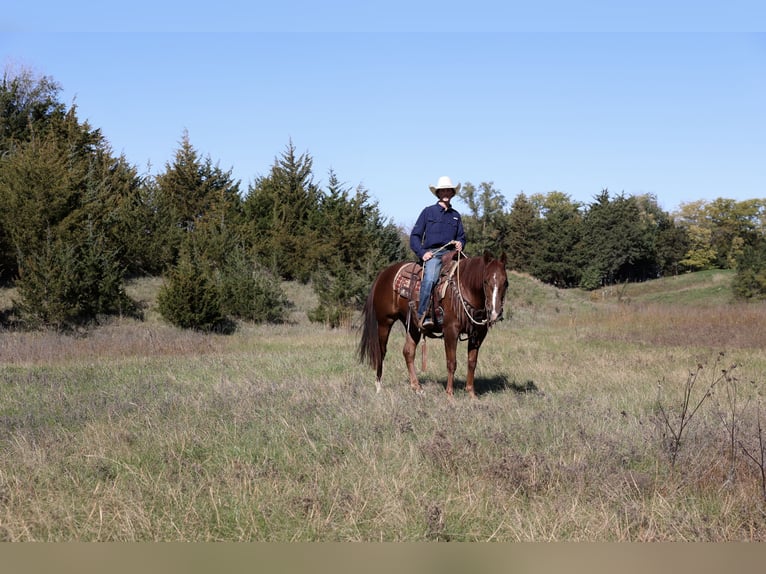 American Quarter Horse Gelding 3 years 15 hh Chestnut in Corsica