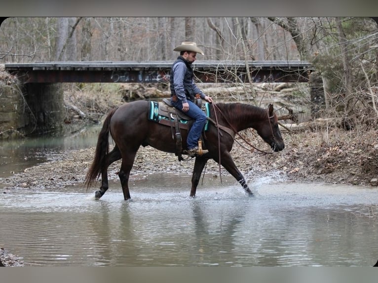 American Quarter Horse Gelding 3 years 15 hh Chestnut in Robards