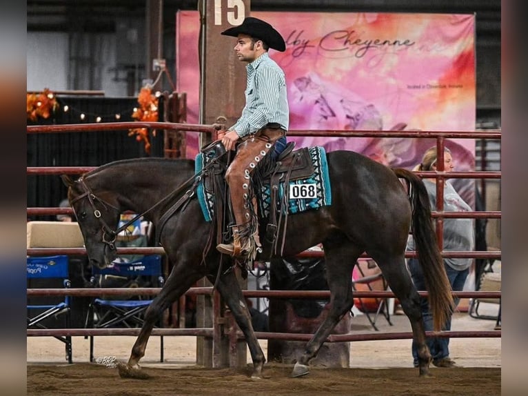 American Quarter Horse Gelding 3 years 15 hh Chestnut in Robards