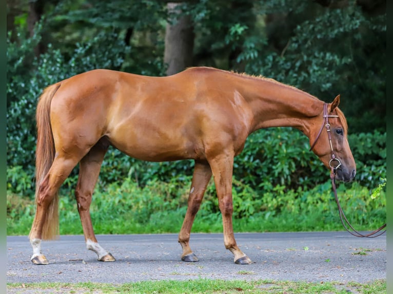 American Quarter Horse Gelding 3 years 15 hh Chestnut-Red in Bad Zwischenahn