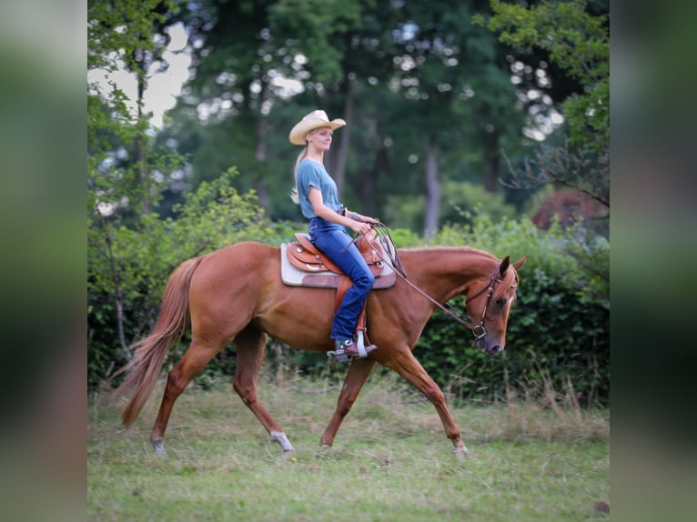 American Quarter Horse Gelding 3 years 15 hh Chestnut-Red in Bad Zwischenahn